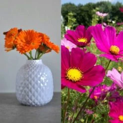 Delikatess-Blüten 6er Saatgut-Set 12 Delikatess-Blüten 6er Saatgut-Set -Deutschland Gartenbedarf Verkäufe 2024 own grown delikatess blueten 6er saatgut set 1 set 1679256 de