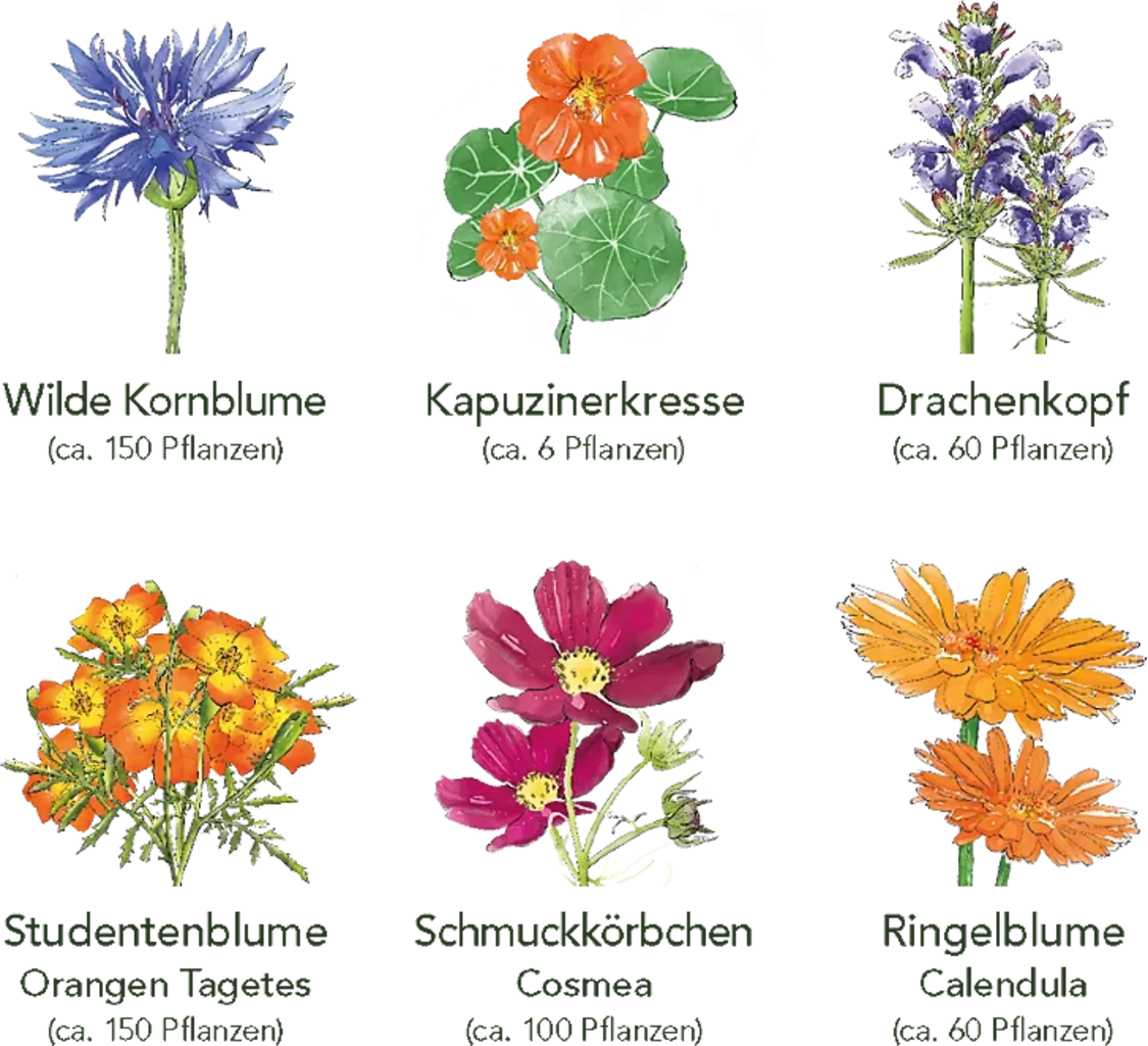 Delikatess-Blüten 6er Saatgut-Set 3 Delikatess-Blüten 6er Saatgut-Set