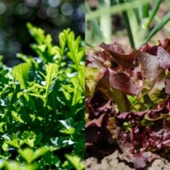 Garten-Helden 10er Set -Deutschland Gartenbedarf Verkäufe 2024 own grown garten helden 10er set 1679581 de