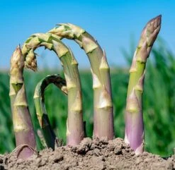 Historisches Gemüse 8er Saatgut-Set -Deutschland Gartenbedarf Verkäufe 2024 own grown historisches gemuese 8er saatgut set 1 set 1679270 de