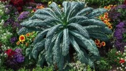 Historisches Gemüse 8er Saatgut-Set -Deutschland Gartenbedarf Verkäufe 2024 own grown historisches gemuese 8er saatgut set 1 set 1679271 de