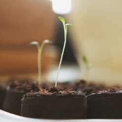 Kokos Quelltabletten, 36 Stück -Deutschland Gartenbedarf Verkäufe 2024 own grown kokos quelltabletten 1 set 1300624 de