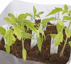 Kokoserde Quellblock 3 L 11 Kokoserde Quellblock 3 L -Deutschland Gartenbedarf Verkäufe 2024 own grown kokoserde quellblock 3 l 1 stk 1300138 de