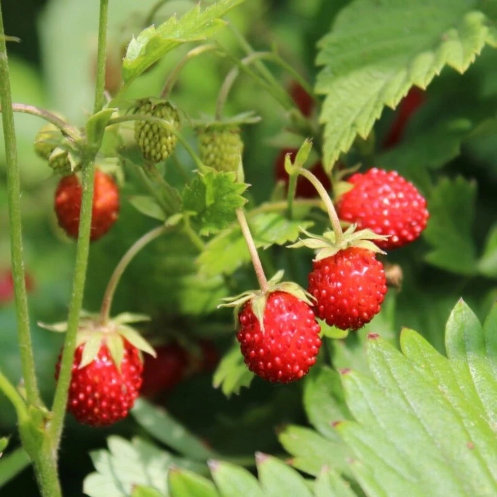 Saatgut "Balkonerdbeere" 4 Saatgut "Balkonerdbeere" – Bild 2