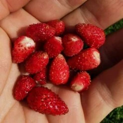 Saatgut "Balkonerdbeere" 9 Saatgut "Balkonerdbeere" -Deutschland Gartenbedarf Verkäufe 2024 own grown saatgut balkonerdbeere 1682779 de