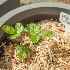 Saatgut "Weiße Erdbeere" -Deutschland Gartenbedarf Verkäufe 2024 own grown saatgut weisse erdbeere 1525953 de