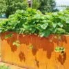 Hochbeet Edelrost "Optimus", 200 X 100 Cm -Deutschland Gartenbedarf Verkäufe 2024 prima terra hochbeet edelrost optimus 1668053 de