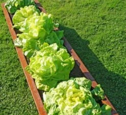 Hochbeet Edelrost "Planus", 158 X 38 Cm 11 Hochbeet Edelrost "Planus", 158 X 38 Cm -Deutschland Gartenbedarf Verkäufe 2024 prima terra hochbeet edelrost planus 158 x 38 cm 1668078 de