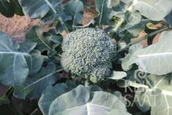 Broccoli "Limba" -Deutschland Gartenbedarf Verkäufe 2024 reinsaat broccoli limba 1 paket 1677100 de