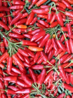 Chili "Kusburnu" 5 Chili "Kusburnu" -Deutschland Gartenbedarf Verkäufe 2024 reinsaat chili kusburnu 1 paket 1665478 de