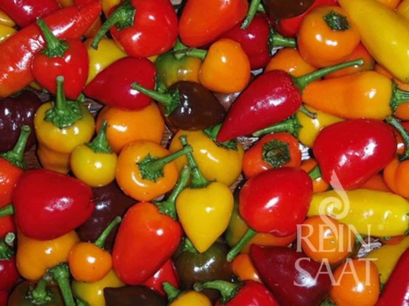 Chili-Mix 3 Chili-Mix