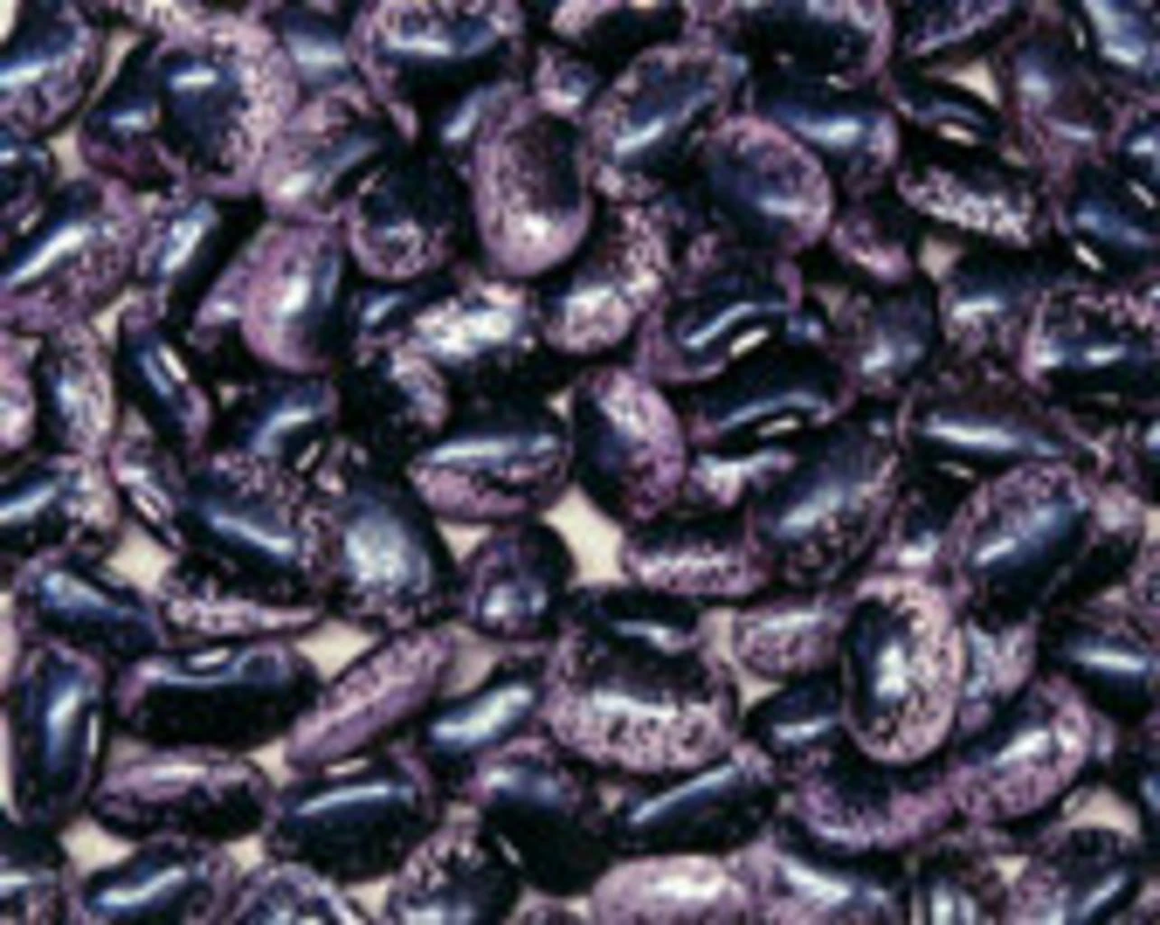 Feuerbohne "Bonela", 1 Packung 3 Feuerbohne "Bonela", 1 Packung