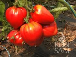 Fleischtomate "Ochsenherz" 5 Fleischtomate "Ochsenherz" -Deutschland Gartenbedarf Verkäufe 2024 reinsaat fleischtomate ochsenherz 1 paket 1651123 de
