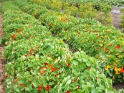 Kapuzinerkresse ''Tropaeolum Majus'' -Deutschland Gartenbedarf Verkäufe 2024 reinsaat kapuzinerkresse tropaeolum majus 1 paket 1671201 de