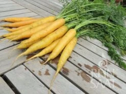 Karotte ''Solveig'' 7 Karotte ''Solveig'' -Deutschland Gartenbedarf Verkäufe 2024 reinsaat karotte solveig 1 paket 1671225 de