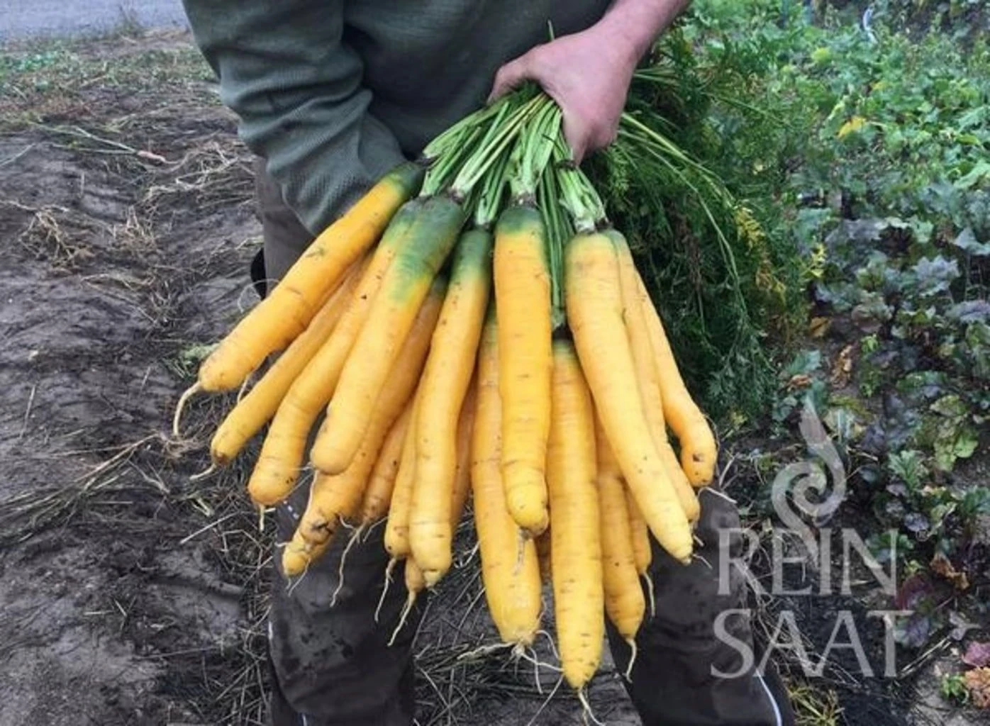 Karotte ''Solveig'' 3 Karotte ''Solveig''