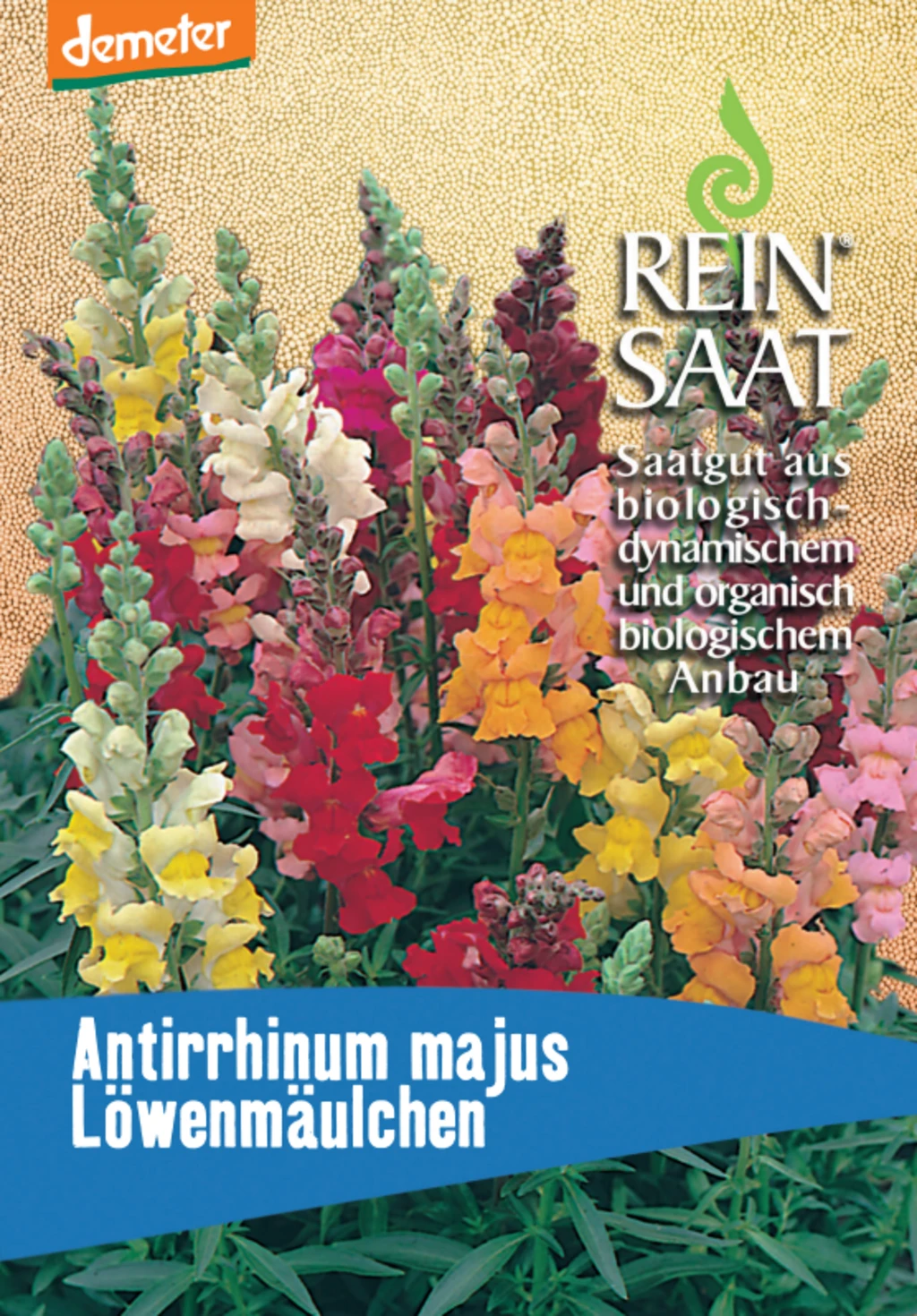 Löwenmäulchen 4 Löwenmäulchen – Bild 2