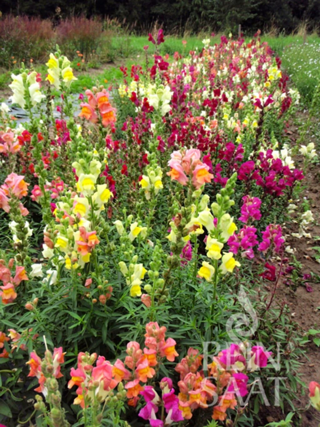 Löwenmäulchen 3 Löwenmäulchen