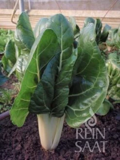 Mangold "Jessica" 5 Mangold "Jessica" -Deutschland Gartenbedarf Verkäufe 2024 reinsaat mangold jessica 1680084 de