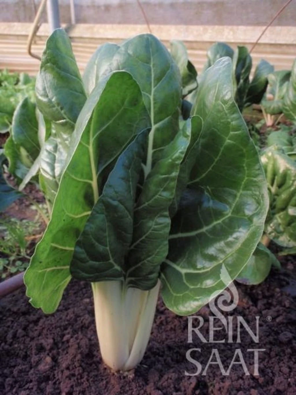 Mangold "Jessica" 4 Mangold "Jessica" – Bild 2