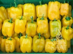 Paprika ''Quadrato D‘Asti Giallo'' -Deutschland Gartenbedarf Verkäufe 2024 reinsaat paprika quadrato dasti giallo 1671229 de