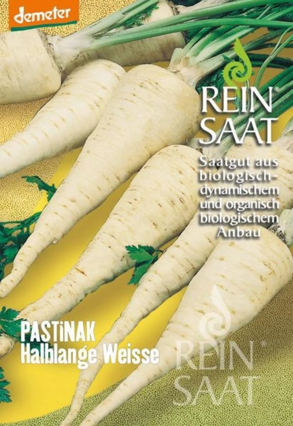 Pastinake "Halblange Weiße" 4 Pastinake "Halblange Weiße" – Bild 2