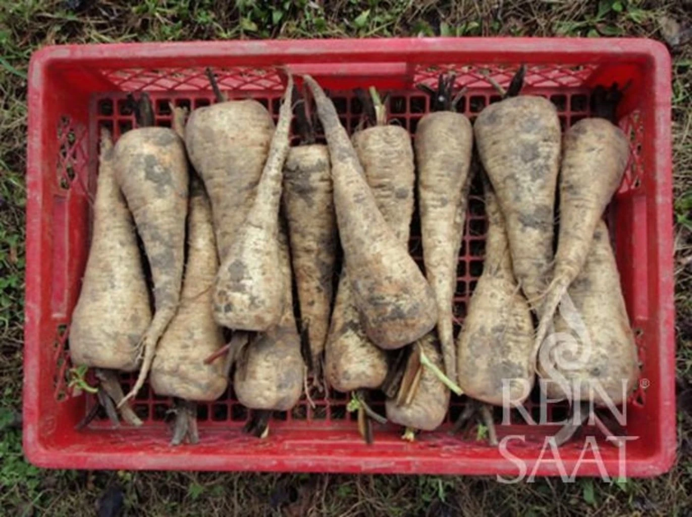 Pastinake "Halblange Weiße" 3 Pastinake "Halblange Weiße"