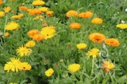 Ringelblume ''Calendula Officinalis'' 5 Ringelblume ''Calendula Officinalis'' -Deutschland Gartenbedarf Verkäufe 2024 reinsaat ringelblume calendula officinalis 1 paket 1671205 de