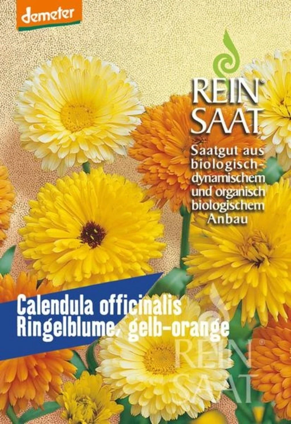 Ringelblume ''Calendula Officinalis'' 3 Ringelblume ''Calendula Officinalis''