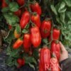 Saucentomaten "San Marzano" 1 Saucentomaten "San Marzano" -Deutschland Gartenbedarf Verkäufe 2024 reinsaat saucentomaten san marzano 1 paket 1651119 de