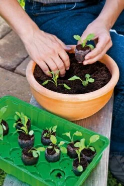 Anzuchthaus S PLUS COCO Inkl. 12 Kokos-Quelltabletten 10 Anzuchthaus S PLUS COCO Inkl. 12 Kokos-Quelltabletten -Deutschland Gartenbedarf Verkäufe 2024 romberg anzuchthaus s plus coco inkl 12 kokos quelltabletten 1 st 906700 de