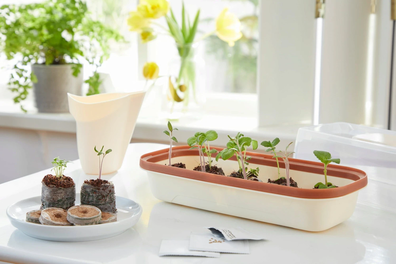 Anzuchtschale S BOQUBE Creme-Kupferbraun 2 Anzuchtschale S BOQUBE Creme-Kupferbraun