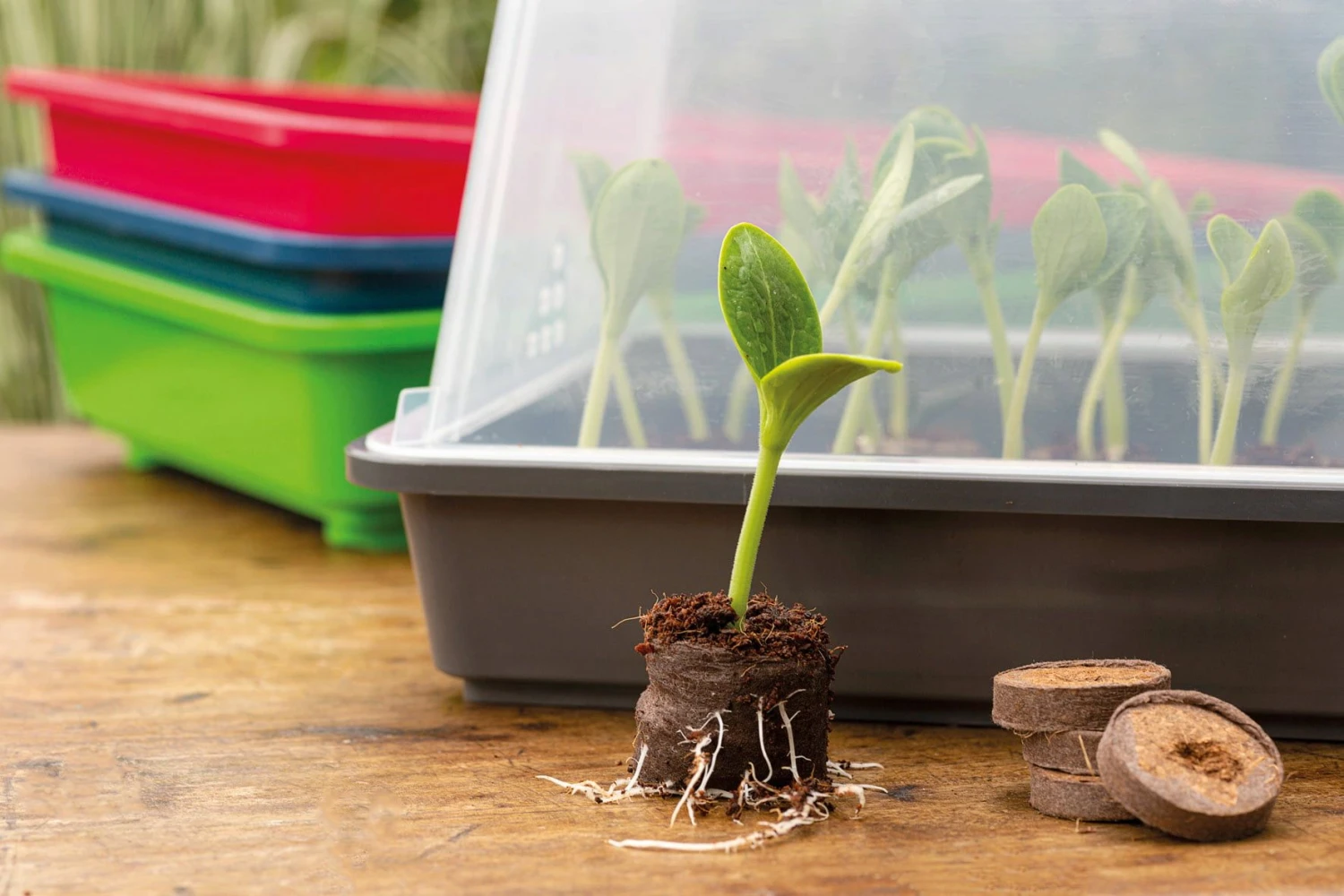 Classic Gewächshaus M 6 Classic Gewächshaus M – Bild 4