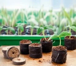 6 Kokos-Quelltabletten, Ø 70 Mm, 6 Stück -Deutschland Gartenbedarf Verkäufe 2024 romberg classic kokos quelltabletten oe 70 mm 6 st 906641 de