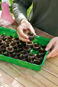 6 Kokos-Quelltabletten, Ø 70 Mm, 6 Stück -Deutschland Gartenbedarf Verkäufe 2024 romberg classic kokos quelltabletten oe 70 mm 6 st 906655 de