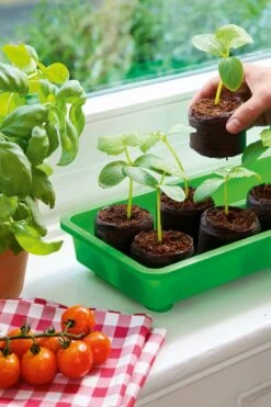 6 Kokos-Quelltabletten, Ø 70 Mm, 6 Stück -Deutschland Gartenbedarf Verkäufe 2024 romberg classic kokos quelltabletten oe 70 mm 6 st 909376 de