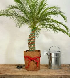 Classic Pflanzenheizung, 10 M (8 M Heizbar) 40 Watt 9 Classic Pflanzenheizung, 10 M (8 M Heizbar) 40 Watt -Deutschland Gartenbedarf Verkäufe 2024 romberg classic pflanzenheizung 10 m 8 m riscaldabili 40 watt 908296 de