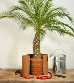 Classic Pflanzenheizung, 10 M (8 M Heizbar) 40 Watt 8 Classic Pflanzenheizung, 10 M (8 M Heizbar) 40 Watt -Deutschland Gartenbedarf Verkäufe 2024 romberg classic pflanzenheizung 10 m 8 m riscaldabili 40 watt 908333 de