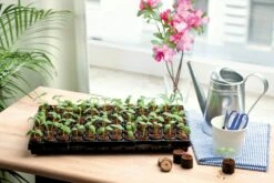 Coco Plug Tray Mit 77 Kokos-Quelltabletten -Deutschland Gartenbedarf Verkäufe 2024 romberg coco plug tray mit 77 kokos quelltabletten 1 pkt 908126 de