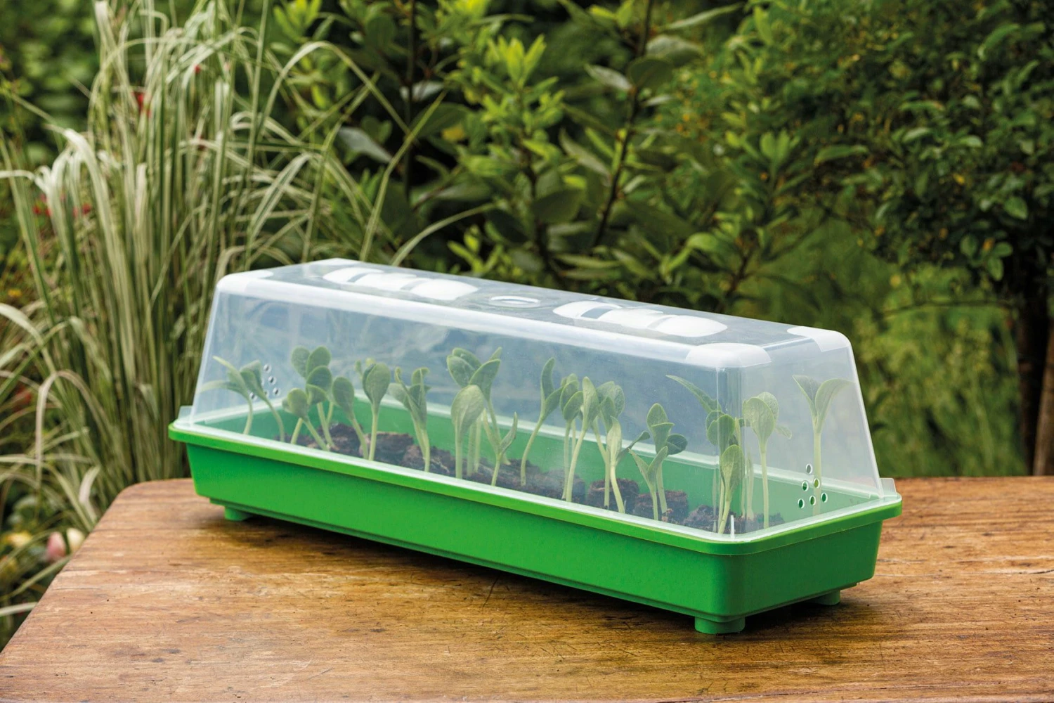 Gewächshaus L Mit Belüftung 4 Gewächshaus L Mit Belüftung – Bild 2