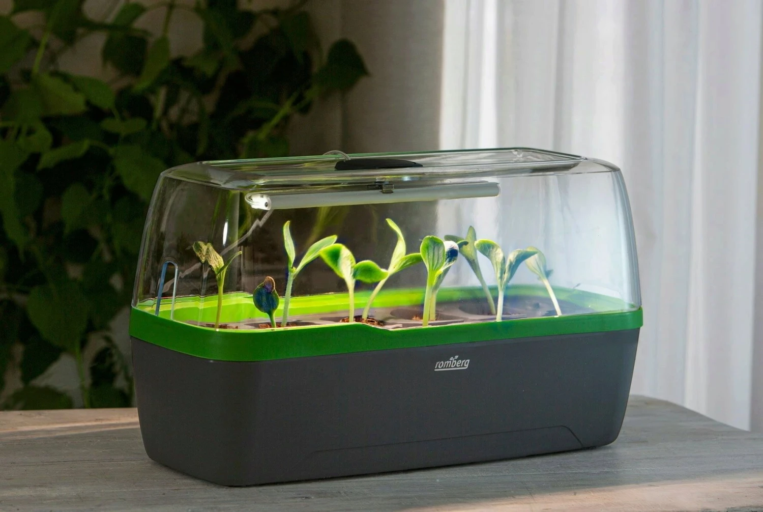 Gewächshaus & Pflanzkasten BoQube L PLUS LED - Anthrazit-Sommergrün 6 Gewächshaus & Pflanzkasten BoQube L PLUS LED - Anthrazit-Sommergrün – Bild 4