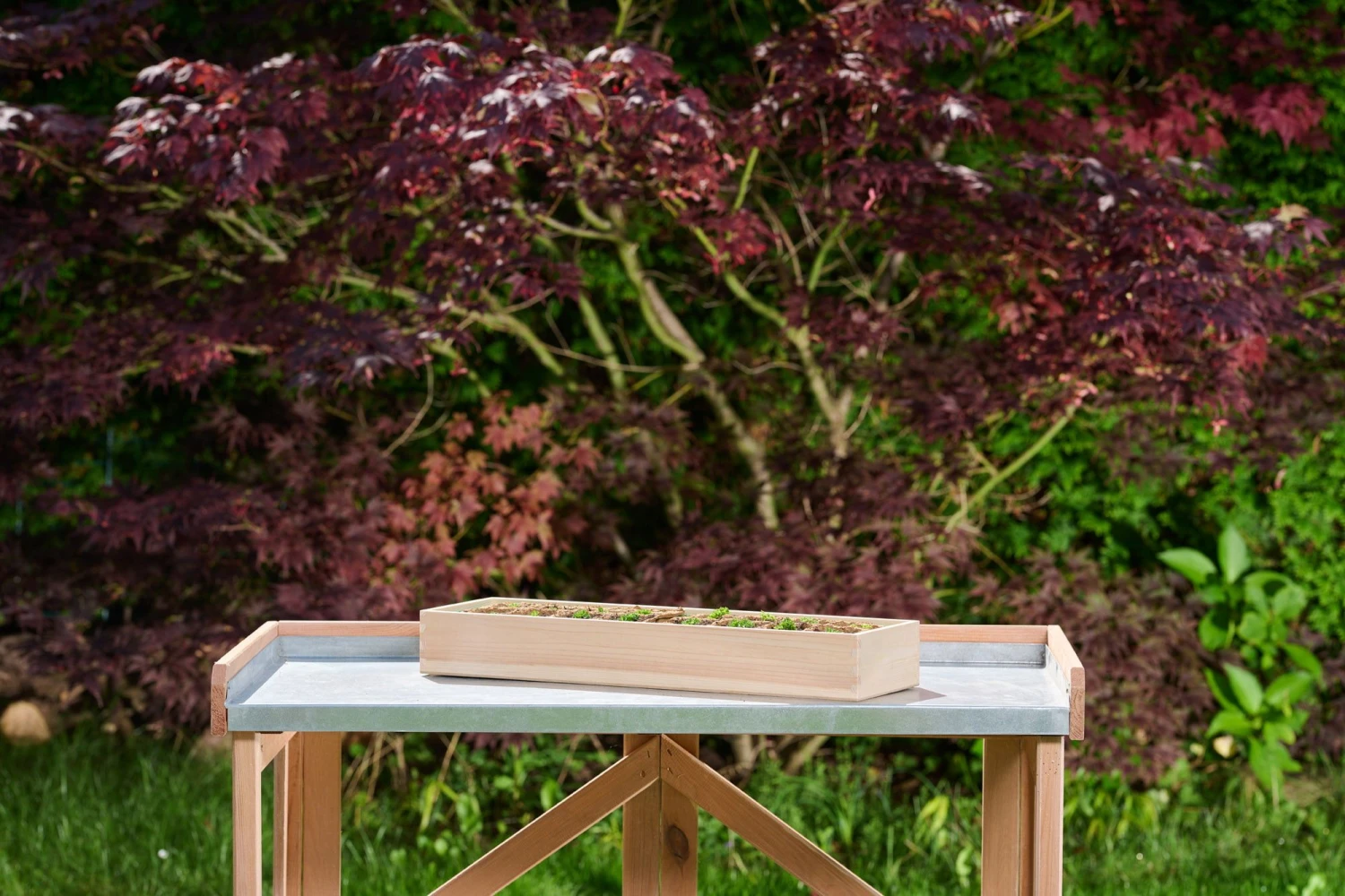 Holz-Anzuchthaus, L 4 Holz-Anzuchthaus, L – Bild 2