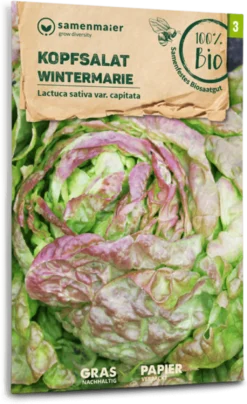 Bio Kopfsalat "Wintermarie"