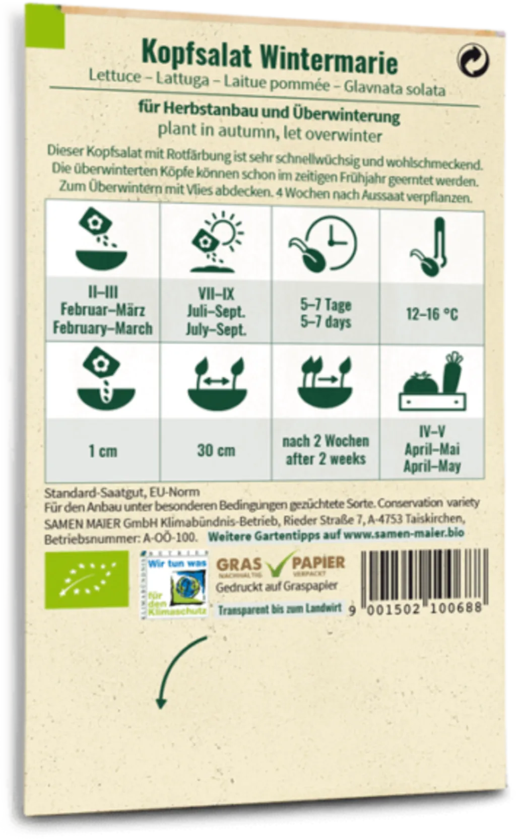 Bio Kopfsalat "Wintermarie" 4 Bio Kopfsalat "Wintermarie" – Bild 2