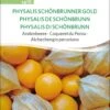 Bio Andenbeere "Physalis Schönbrunner Gold" 2 Bio Andenbeere "Physalis Schönbrunner Gold" -Deutschland Gartenbedarf Verkäufe 2024 sativa bio andenbeere physalis schoenbrunner gold 1 paket 1672137 de