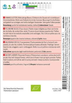 Bio Mehrjährige Blume "Himmelsleiter"