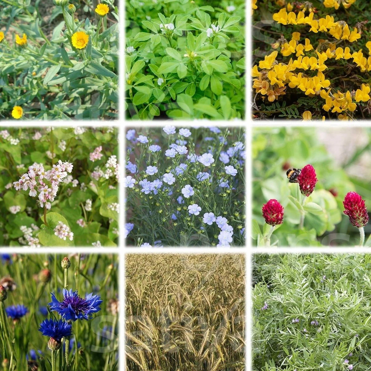 Bio Untersaatmischung "Florina" 3 Bio Untersaatmischung "Florina"