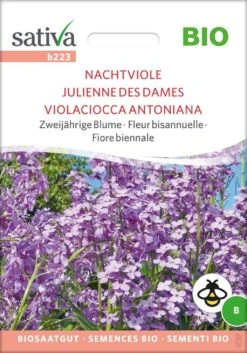 Bio Zweijährige Blume "Nachtviole"