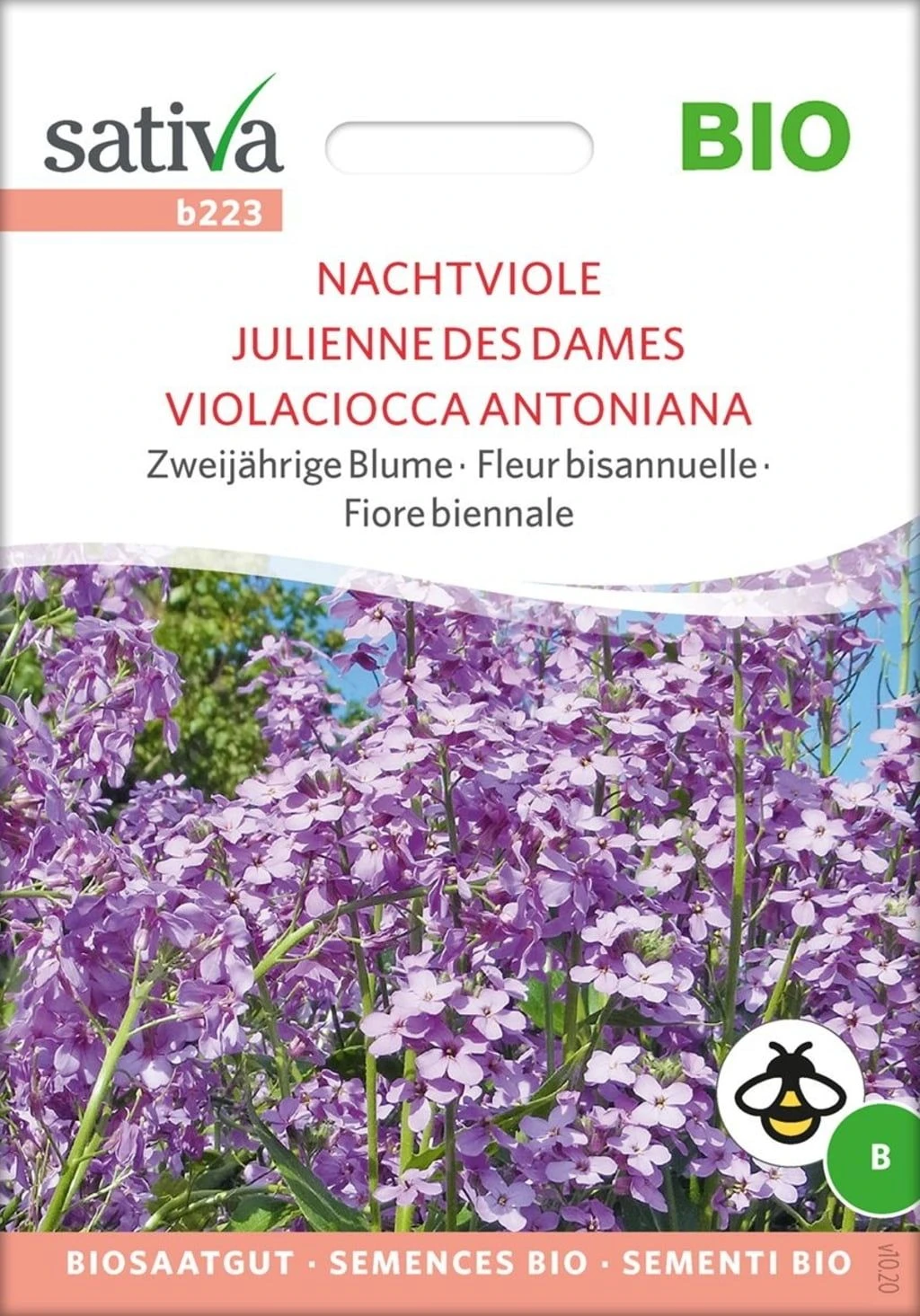 Bio Zweijährige Blume "Nachtviole" 3 Bio Zweijährige Blume "Nachtviole"