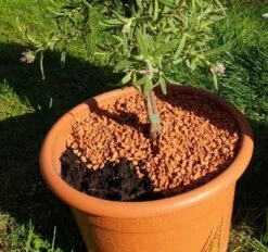 Bio-Pflanz-Granulat Für Hochbeete, Balkon- & Kübelpflanzen, 12,50 L 8 Bio-Pflanz-Granulat Für Hochbeete, Balkon- & Kübelpflanzen, 12,50 L -Deutschland Gartenbedarf Verkäufe 2024 seramis bio pflanz granulat fuer hochbeete balkon kuebelpflanzen 1680382 de